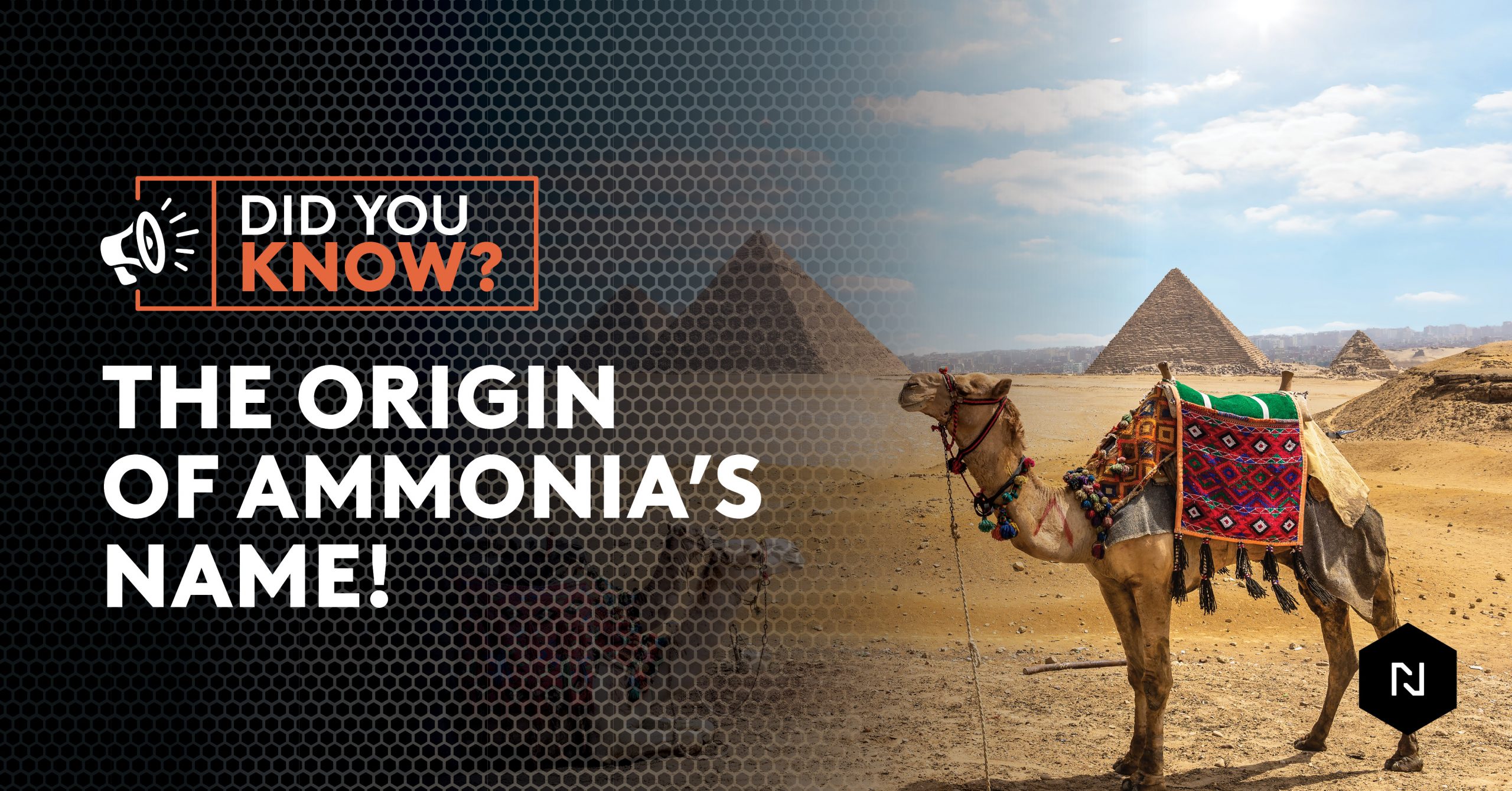 FUN FACT: THE ORIGIN OF AMMONIA